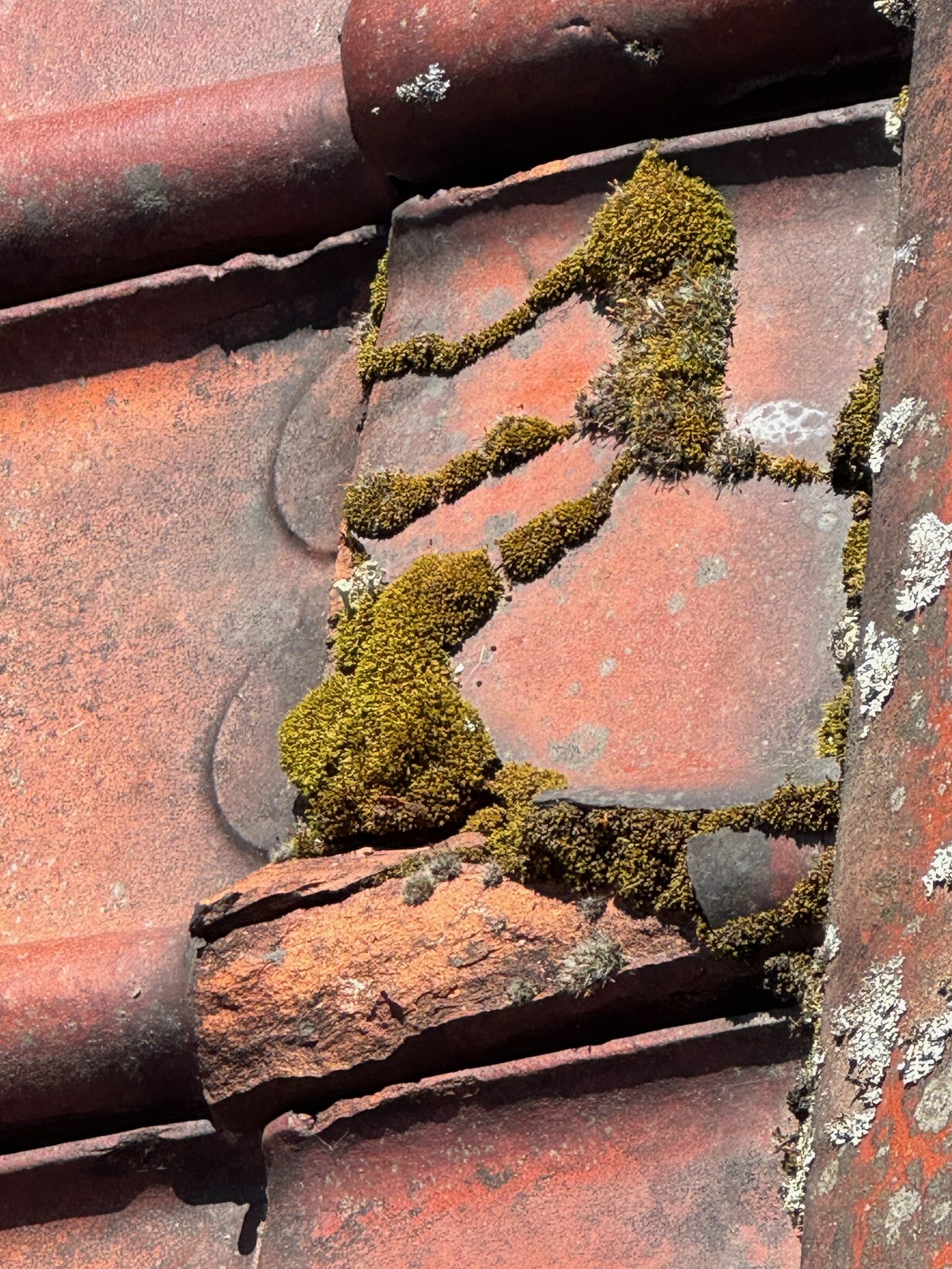 Couverture encrassée avant démoussage, chantier mené par Toiture Charpente
